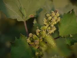 Image result for Xanthium