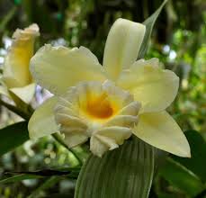 Image result for Urochloa xantholeuca