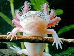 Create new project start a new empty local resource pack. Axolotls The Adorable Giant Salamanders Of Mexico Live Science