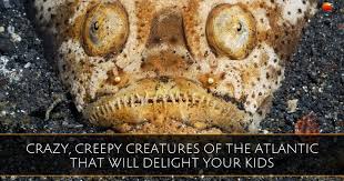 See more ideas about ocean, ocean life, ocean creatures. Crazy Creepy Creatures Of The Atlantic That Will Delight Your Kids
