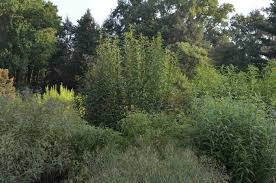 Image result for Vernonia zanzibarensis