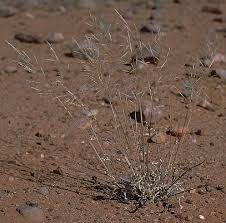 Image result for Sporobolus ioclados