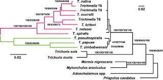 biology and genome of trichinella spiralis