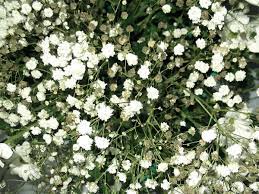 The baby's breath flower is known for its healing properties, so it is usually used for the production of medications that can treat leukemia. The Greenskeeper Baby S Breath