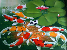Image result for gambar ikan koi air tawar