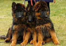 German Shepherd On Duty Black German Shepherd Long Haired German Shepherd Red German Shepherd