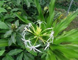 Image result for Crinum aurantiacum