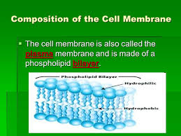 Another type of lipid in the cell membrane is cholesterol that makes the membrane more fluid. Cell Membrane And Tonicity Worksheet Ppt Download