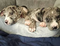 And our petco store partners will be there today, and every day, to answer all those new pet parent questions and make sure every adoption is a successful one. Good Karma Animal Rescue Of Mn Helping Dogs Put Their Best Paw Forward