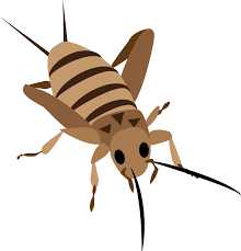 cockroach clipart png download full size clipart 2949605 pinclipart cockroach clipart png download full