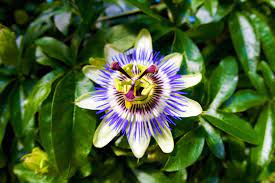 Tropical Passion Flowers How To Grow Passion Vine Passion Flower Passion Vine Flower Care