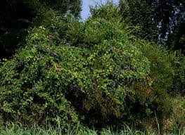 Image result for Ipomoea rubens