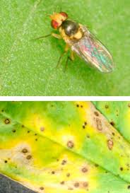 It can spread disease and illness through your house, and if you keep animals, through your stables and barns. Liriomyza Bryoniae An Overview Sciencedirect Topics