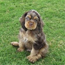 Cocker Spaniel Cocker Spaniels Breed