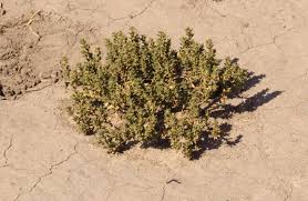 Image result for Portulaca foliosa