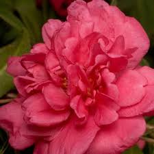 Check spelling or type a new query. Southern Living Plant Collection 2 Gal Alabama Beauty Camellia Sasanqua Evergreen Shrub With Rosy Red Double Blooms 79232 The Home Depot Southern Living Plants Southern Living Plant Collection Plant Collection