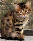 Bengal cat - Wikipedia