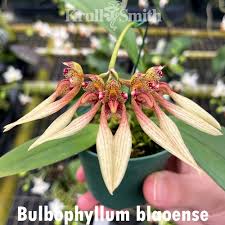 Image result for Bulbophyllum comatum