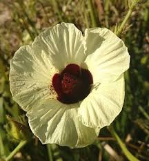 Image result for Hibiscus diversifolius
