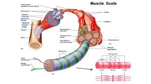 By looking at it, you will know which part of the skeletal muscle involved in a movement. Science Starter Why Do Muscles Get Bigger When Someone Works Out Ppt Download
