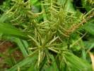 Image result for Cyperus hemisphaericus