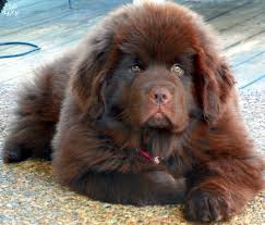 Newfoundland Burvet Bursa Veteriner Klinigi