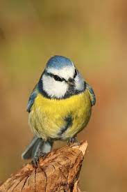 eine blaumeise forum fur naturfotografen blaumeise meise kleine vogel