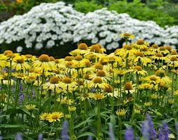 Echinacea Cleopatra Coneflower Cleopatra Yellow Coneflower Yellow Coneflowers Yellow Echinacea Echinacea Gardening Blog Garden Tours