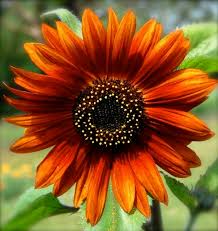 Jual bibit bunga matahari mini benih biji sunflower little leo via jualbenihtanaman.com. 15 Jenis Bunga Matahari Terindah Untuk Ditanam Di Halaman