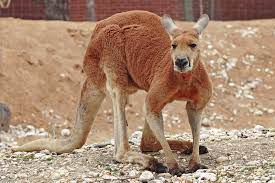 Red Kangaroo Wikipedia