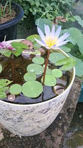 Image result for Nymphaeaceae