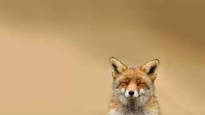 Happy Fox Hd Wallpaper Hd Wallpapers Funny Wild Animals Animals Animal Photography