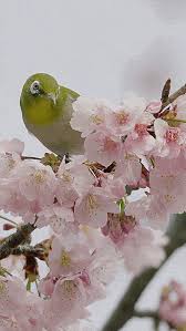 Animated Gif Bird Is The Word Gif Https Encrypted Tbn0 Gstatic Com Images Q Tbn 3aand9gcslixlk6u0rs7y Xjldbfl8r8pq15p4poquqg Usqp Cau