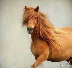 صور احصنة جميلة Yahoo Search Results Yahoo Image Search Results Horses Beautiful Horses Pretty Horses