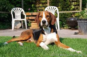 We aim to preserve their natural hunting instincts on the game they were bred to hunt and to have examples of the breed adhere to the acknowledged breed standard from it's native country, sweden. Pin On Dogs