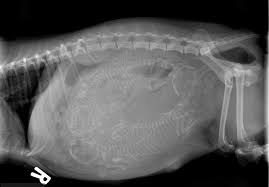 This is such a special time in your life, let us help you remember every amazing week of your pregnancy and. How Long Are Cats Pregnant Cat Pregnancy Guide Food Stages Signs