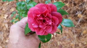 Little Slam Camellia Japonica Love Flowers Camellia Flowers