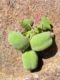 Image result for Sterculia africana