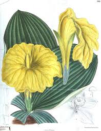 Image result for Costus subbiflorus