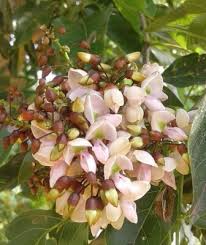 Image result for Millettia pinnata