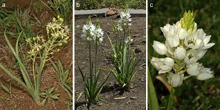 Image result for Rytigynia bridsoniae