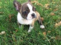One way to determine the ancestry of your mixed breed is through a dna test. French Bulldog Boston Terrier Cross Puppies For Sale Gallery