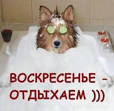 unikalnaya metodika i chyo i eshe nemnogo yumora shampun dlya sobak sobaki smeshno