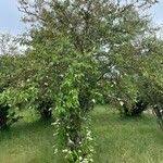 Image result for Croton dichogamus