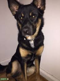 The german shepherd husky mix, also known as the gerberian shepsky in the dog breeding world, is a mix of the german shepherd and the siberian husky. Stud Dog German Shepard Husky Blue Heeler Mix Stud Dog Breed Your Dog