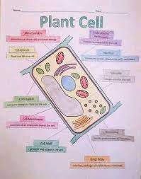The major difference between both these cell type is that animal. Oyugi Com Biology Form 1 Animal Cell And Plant Cell Facebook