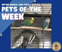 They usually have kennel facilities you can visit to adopt animals, and they usually have less stringent adoption. Metro Animal Shelter Home Facebook