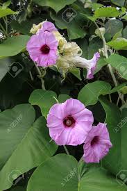 Image result for Argyreia nervosa