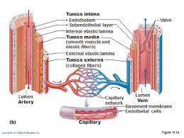 We did not find results for: Ats Ks3 Biology Structure Of The Heart Circulation Key Words Diagram Quizlet