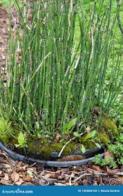 Image result for Equisetaceae